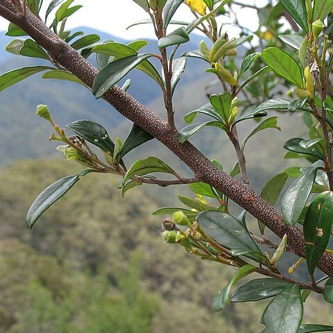 Pomaderris gilmourii unspecified picture