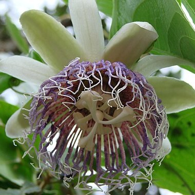 Passiflora nitida unspecified picture