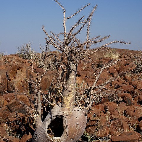 Pachypodium lealii unspecified picture