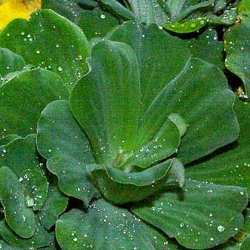 Pistia unspecified picture