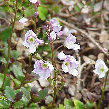 Veronica catarractae unspecified picture