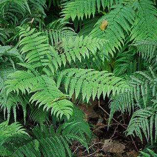 Pteris wallichiana unspecified picture