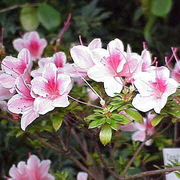 Azalea unspecified picture