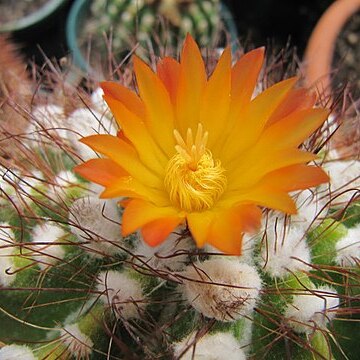 Parodia neohorstii unspecified picture