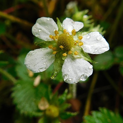 Fragaria moupinensis unspecified picture