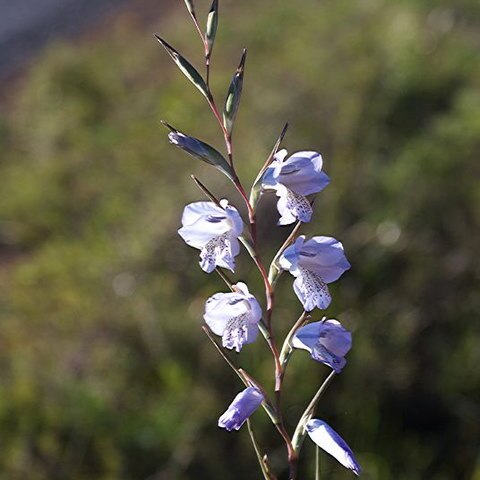 Gladiolus gracilis unspecified picture