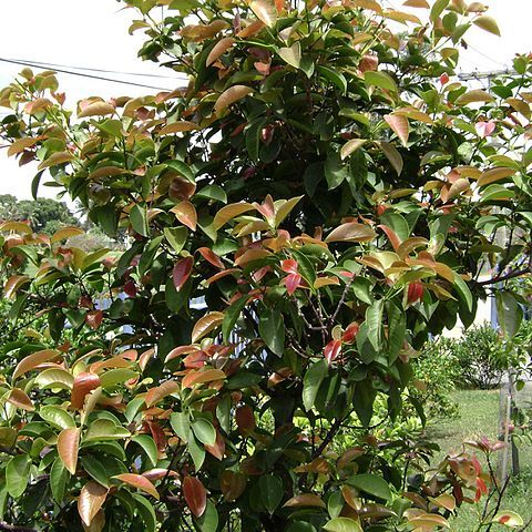 Garcinia sessilis unspecified picture