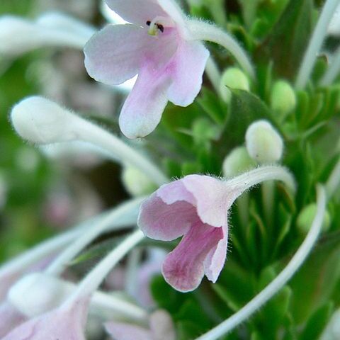 Morina longifolia unspecified picture