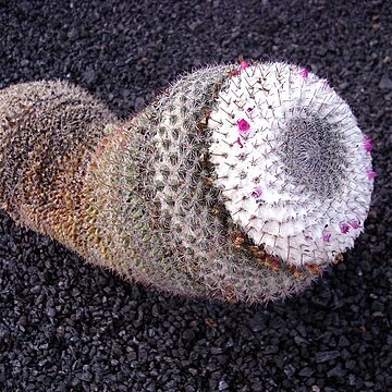 Mammillaria klissingiana unspecified picture