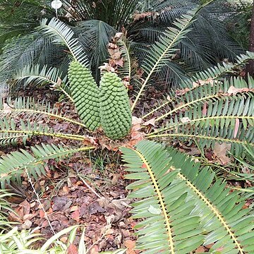 Macrozamia fawcettii unspecified picture