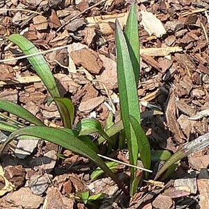 Marshallia graminifolia unspecified picture