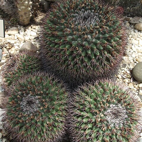 Mammillaria bocensis unspecified picture