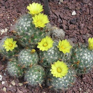 Mammillaria baumii unspecified picture