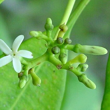 Ochrosia brownii unspecified picture