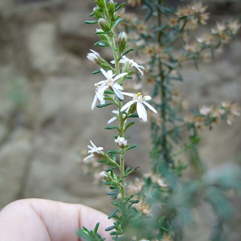 Olearia ericoides unspecified picture