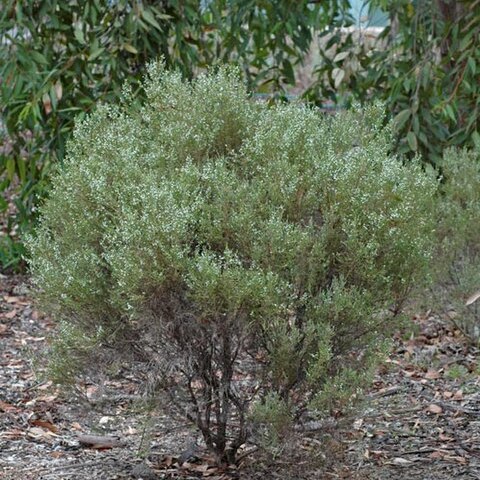 Olearia microdisca unspecified picture