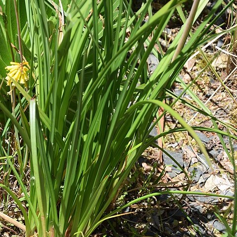 Kniphofia gracilis unspecified picture