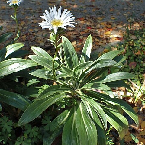 Celmisia holosericea unspecified picture