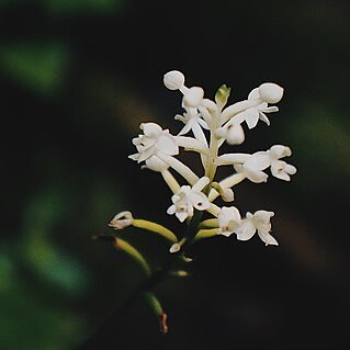 Cranichis sylvatica unspecified picture