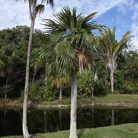 Coccothrinax readii unspecified picture