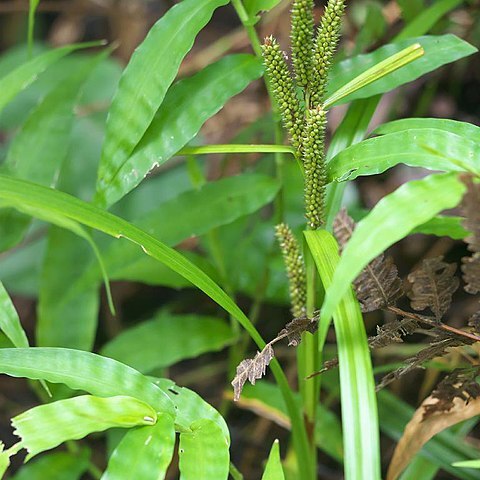 Carex alliiformis unspecified picture