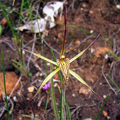 Caladenia caesarea subsp. caesarea unspecified picture