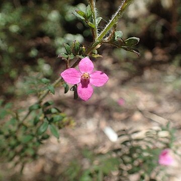 Boronia gracilipes unspecified picture