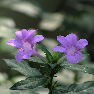 Barleria siamensis unspecified picture