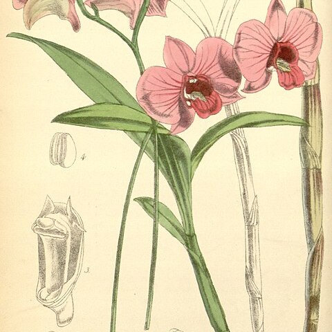 Dendrobium bigibbum unspecified picture