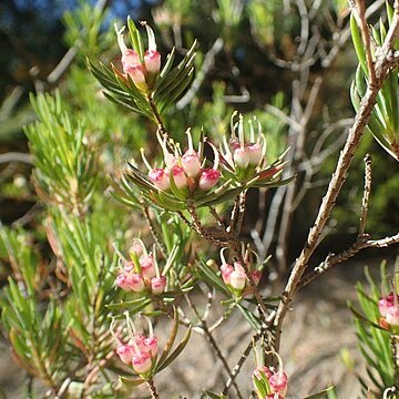 Darwinia briggsiae unspecified picture