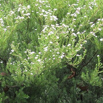 Diosma unspecified picture