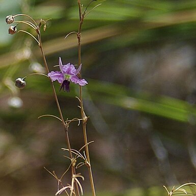 Dichopogon capillipes unspecified picture