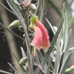 Eremophila youngii unspecified picture