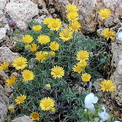 Erigeron chrysopsidis unspecified picture