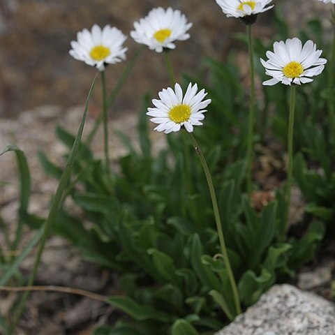 Erigeron garrettii unspecified picture