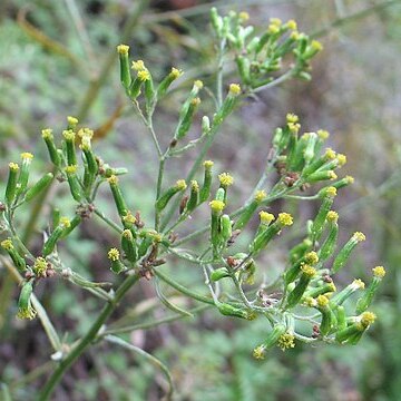 Erechtites minimus unspecified picture