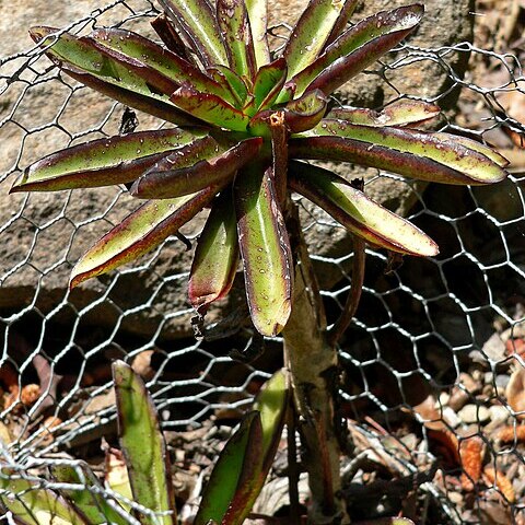 Echeveria semivestita unspecified picture