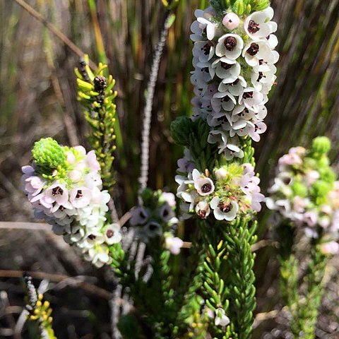 Erica pyxidiflora unspecified picture