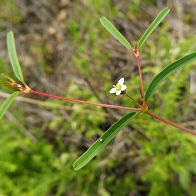 Euphorbia missurica unspecified picture