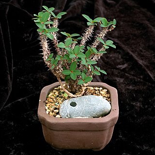 Euphorbia bulbispina unspecified picture