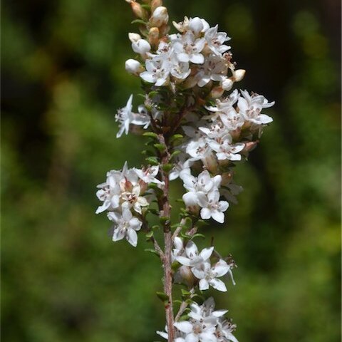 Epacris graniticola unspecified picture