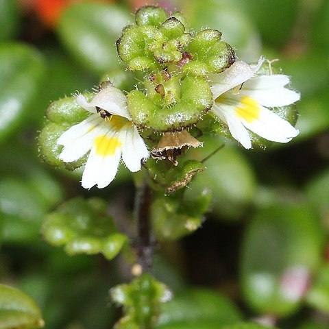 Euphrasia kisoalpina unspecified picture