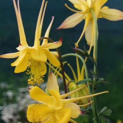 Aquilegia longissima unspecified picture