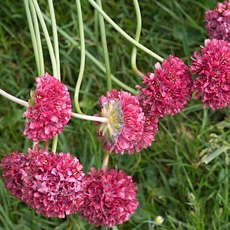 Armeria girardii unspecified picture