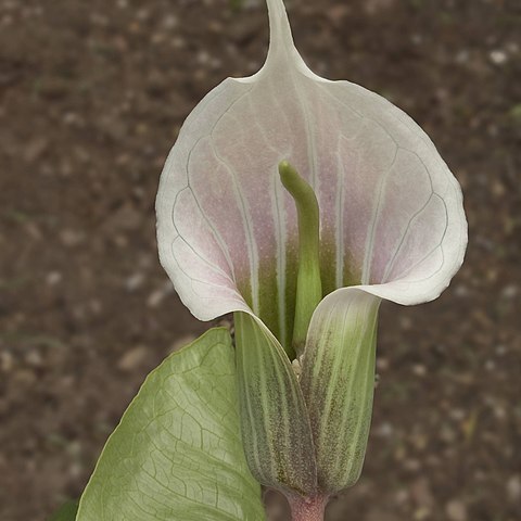 Arisaema candidissimum unspecified picture