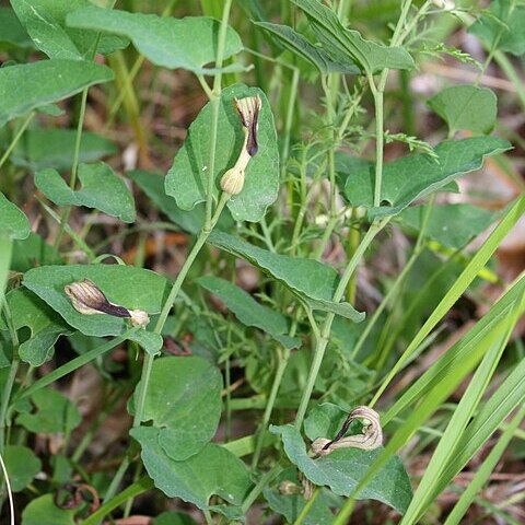 Aristolochia clusii unspecified picture