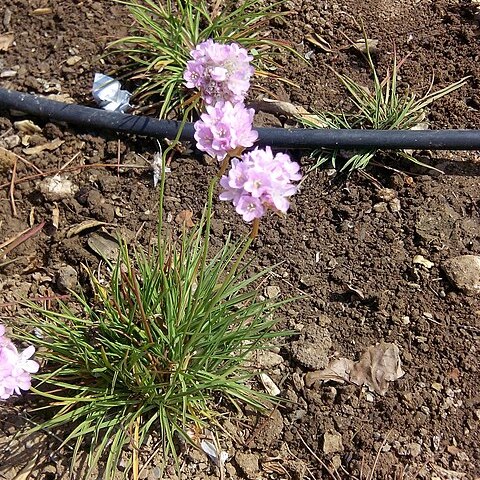 Armeria welwitschii unspecified picture