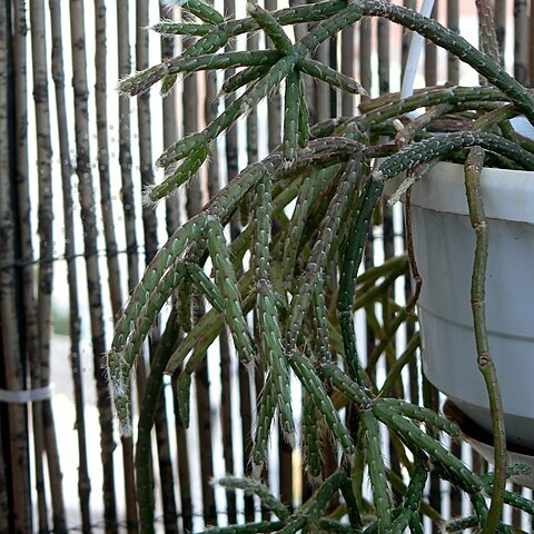 Rhipsalis pilocarpa unspecified picture