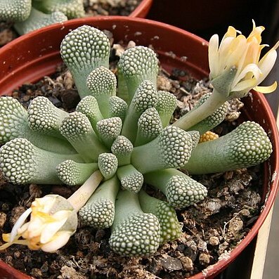 Titanopsis schwantesii unspecified picture