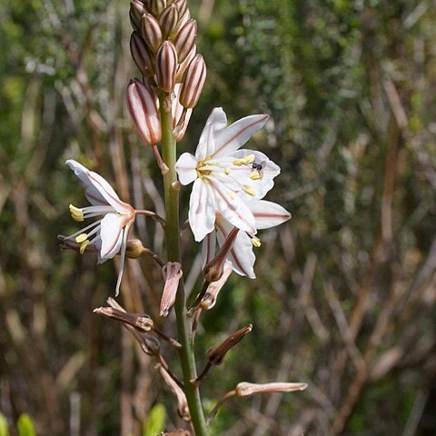 Trachyandra filiformis unspecified picture